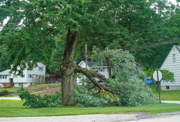 Trusted Andalusia, AL  Tree Services Experts