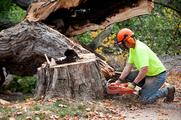 Best Emergency Tree Removal Services  in Andusia, AL